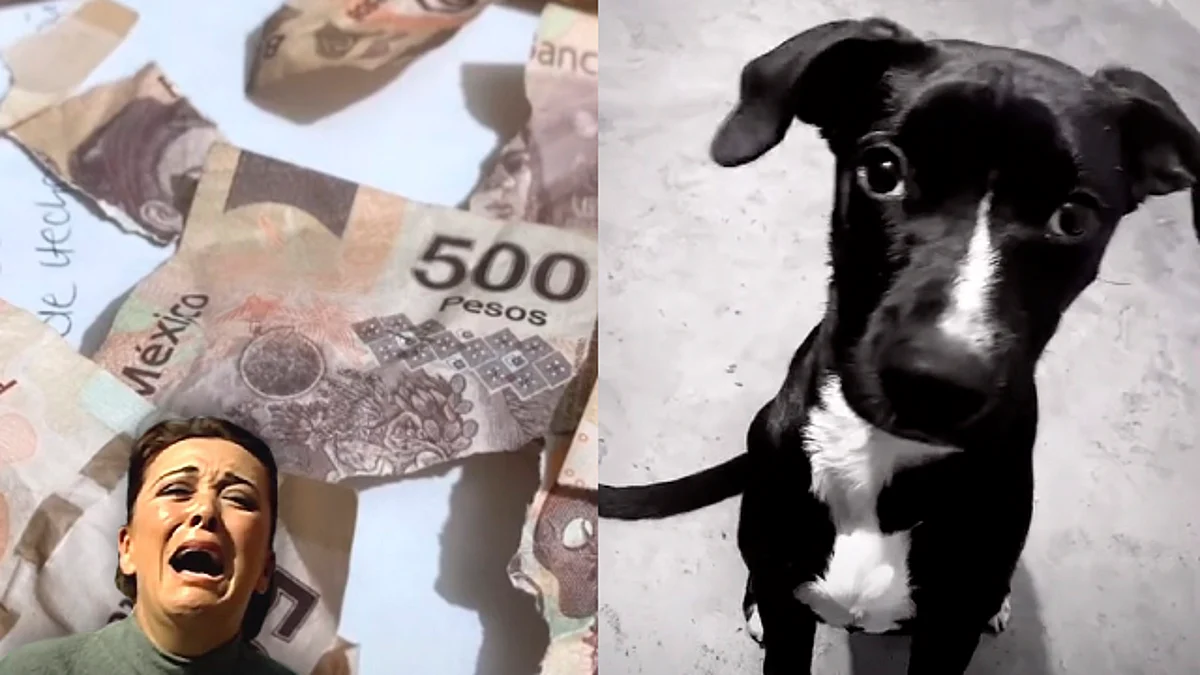Perritos destrozan aguinaldo de su dueña ¿pierden valor los billetes?