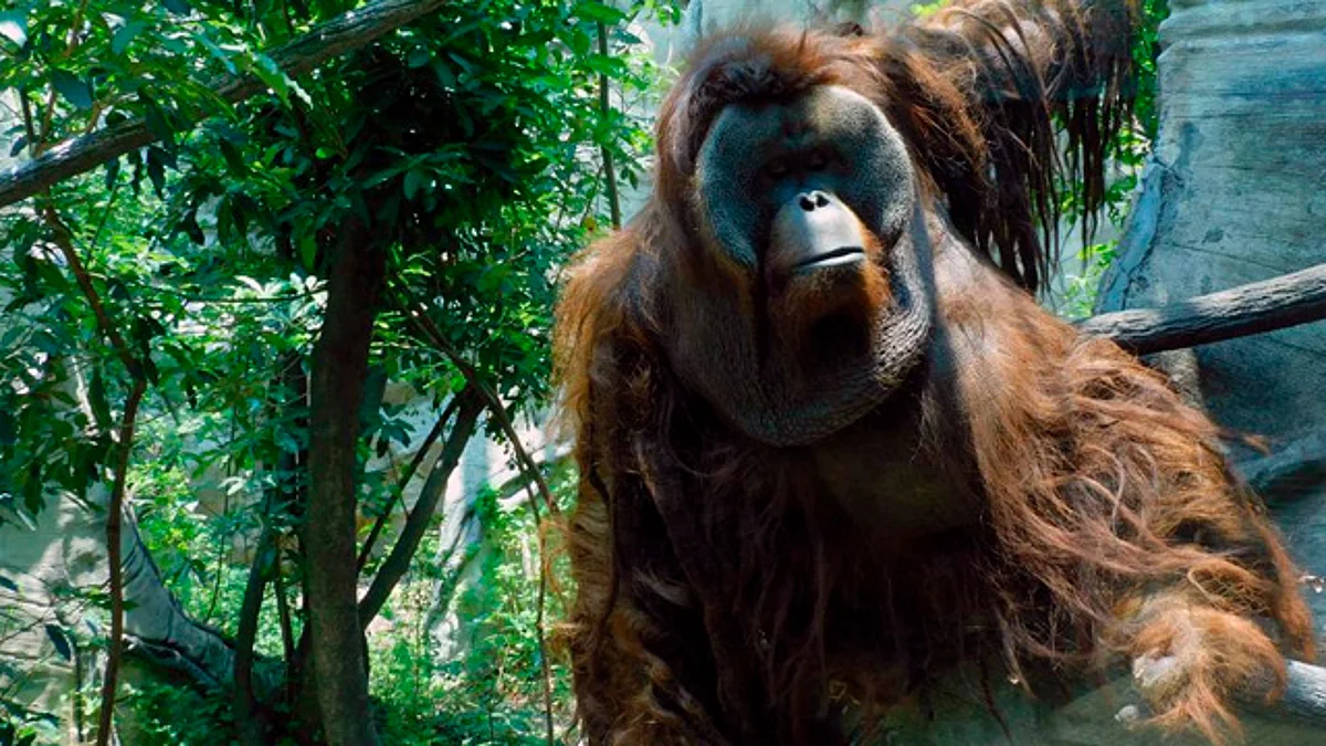 Muere "Toto", querido orangután del Zoológico de Chapultepec
