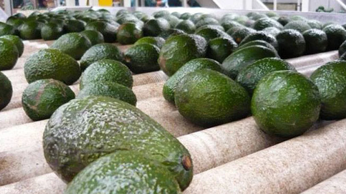 No afectará a Michoacán exportación de aguacate desde Jalisco a EU: Sedrua