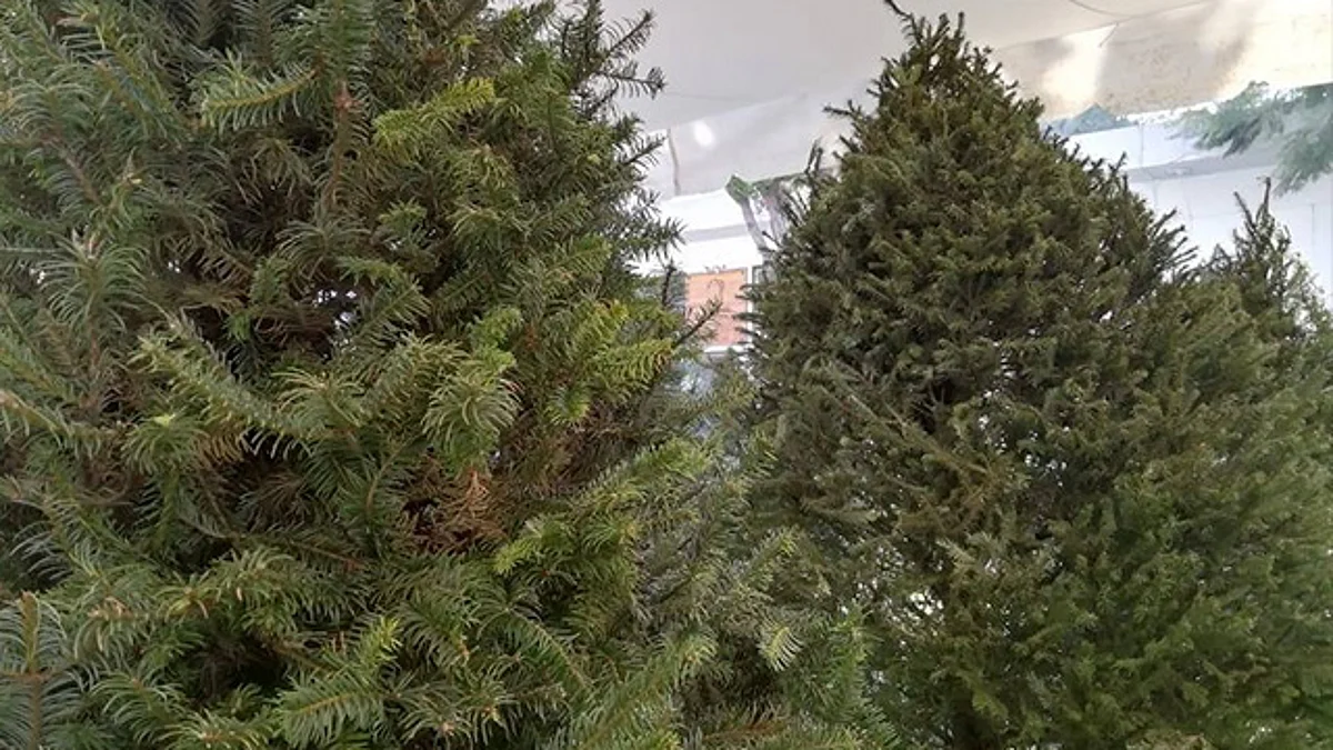 ¡No lo tires! habilitarán centros de acopio de árboles de navidad, en Morelia
