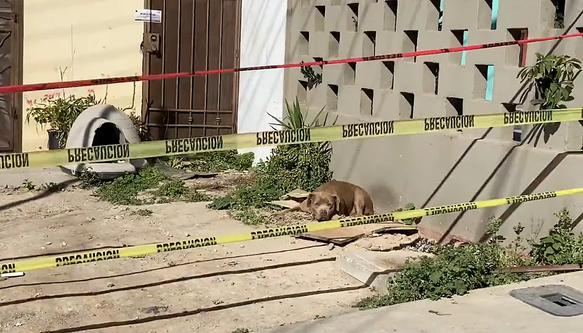 “Chato”, perrito de Lourdes Maldonado, conmueve al seguir en espera de su compañera