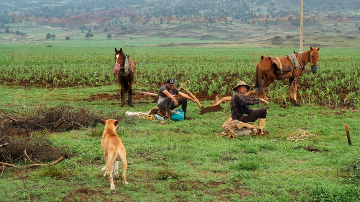5 millones de personas viven en extrema pobreza en el campo: Supremo Tribunal Agrario