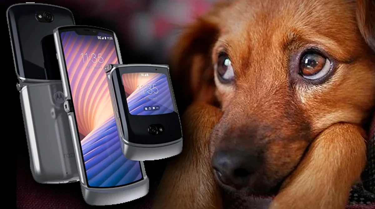 Rifan celular de $20 mil para esterilizar perritos en Morelia