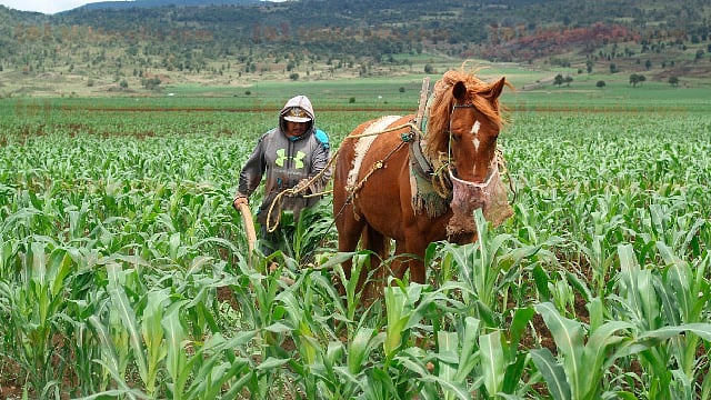 Despojos de tierra por parte del crimen no son denunciados por temor: Tribunal Agrario