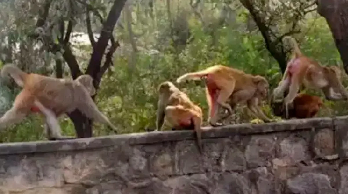 Esta no era la primera vez que los monos trataron de llevarse al pequeño