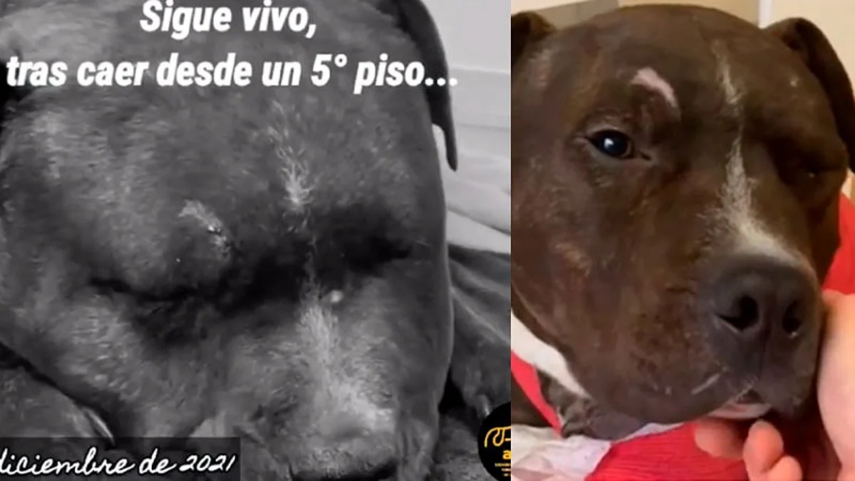 Lanza a perrito de su novia desde quinto piso, fue detenido por maltrato animal
