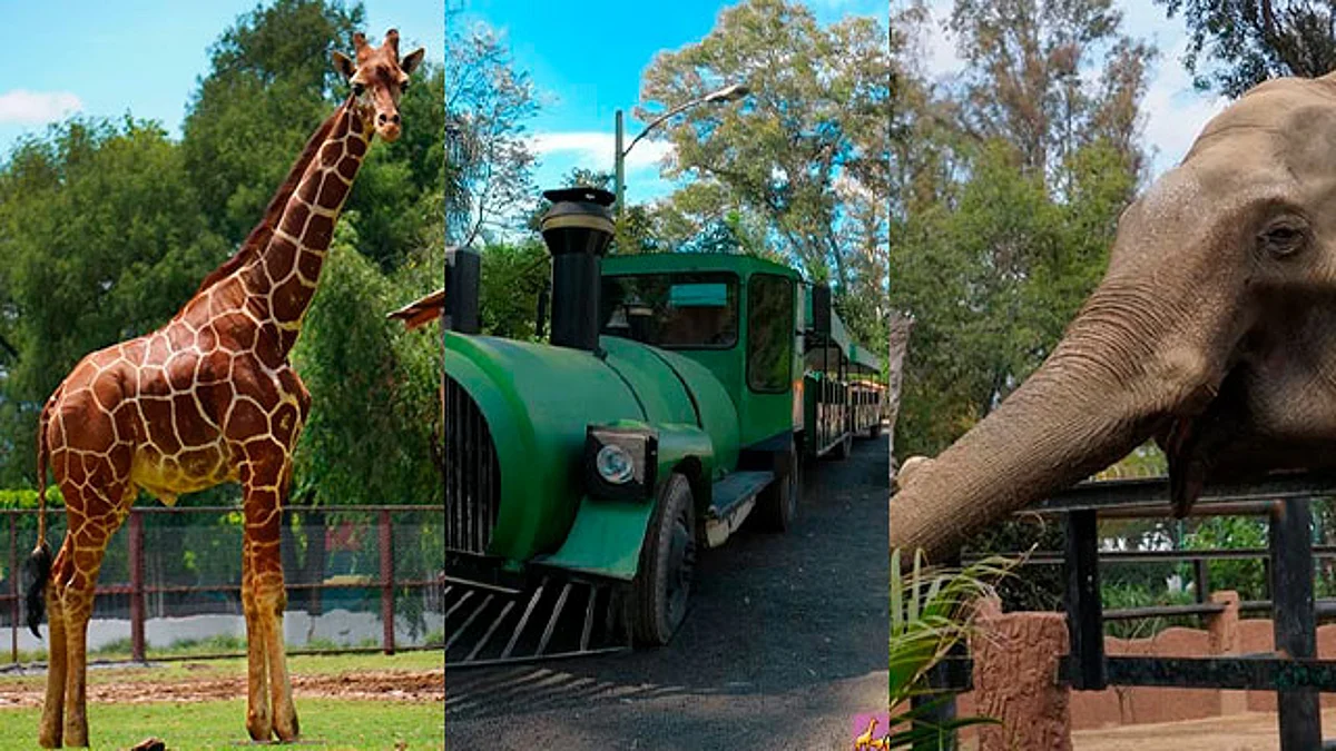 Zoológico de Morelia invita a conocer 10 atractivos y vivir una aventura inolvidable