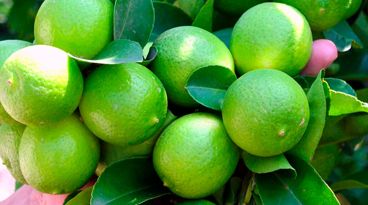 Precio del limón se dispara de nuevo