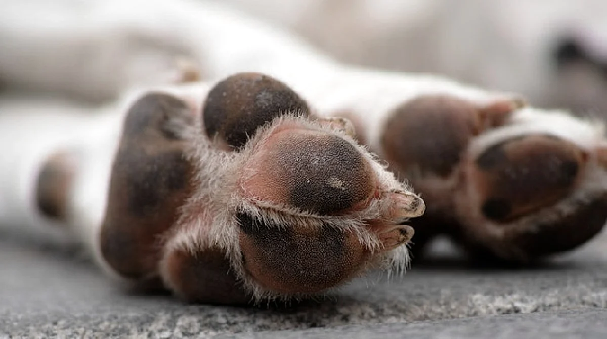 Gracias a denuncia ciudadana FGE rescata a 2 perros en condición de maltrato en Tarímbaro