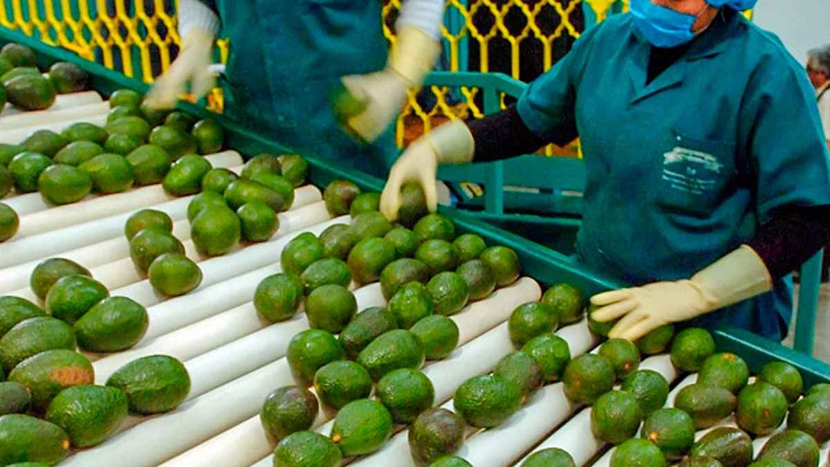EU reanuda inspección de aguacate michoacano; Ken Salazar agradece a Bedolla