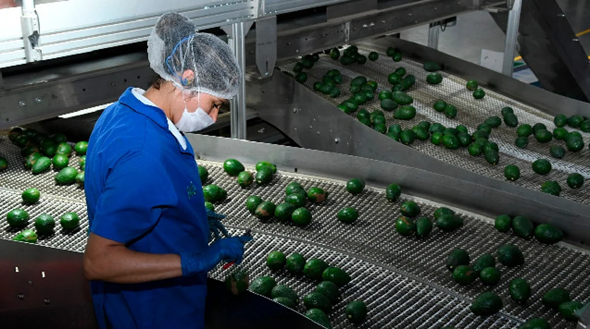 Respuesta oportuna y diálogo constante, claves para reactivar exportaciones aguacateras: Sedeco