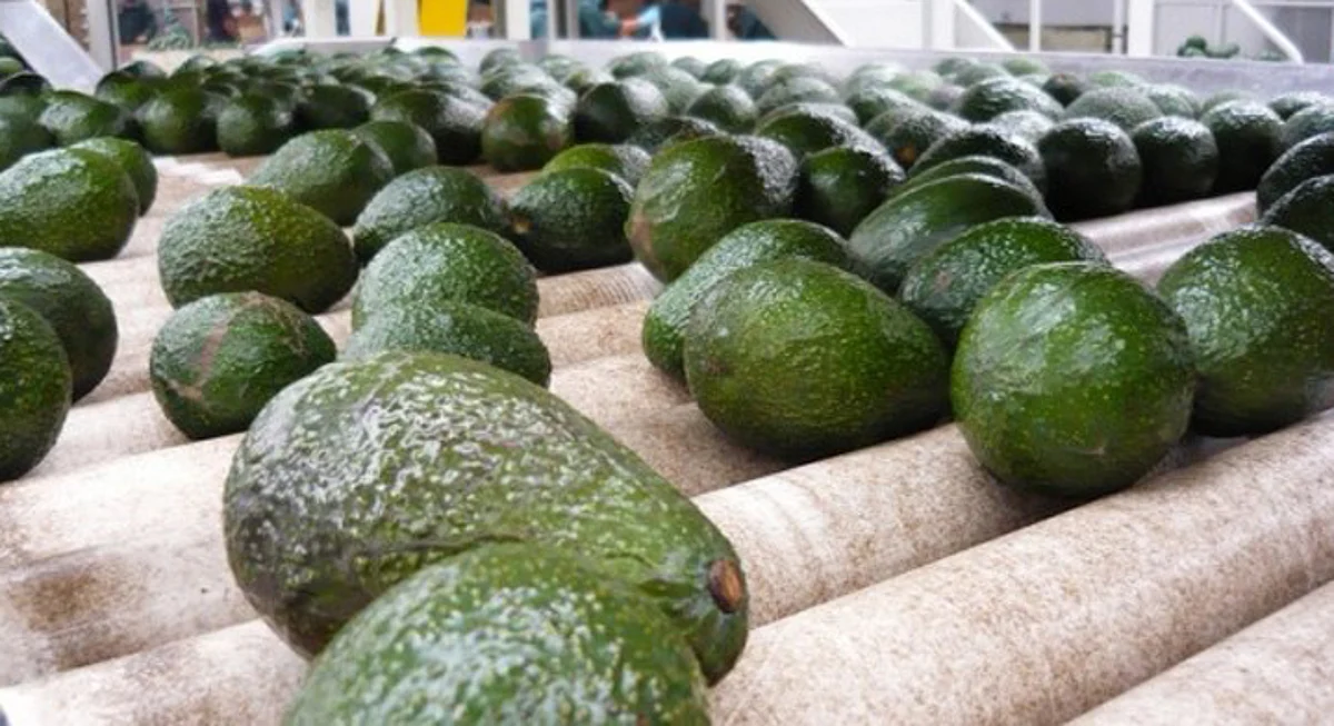 Determina EU reanudar inspección de aguacates en Michoacán