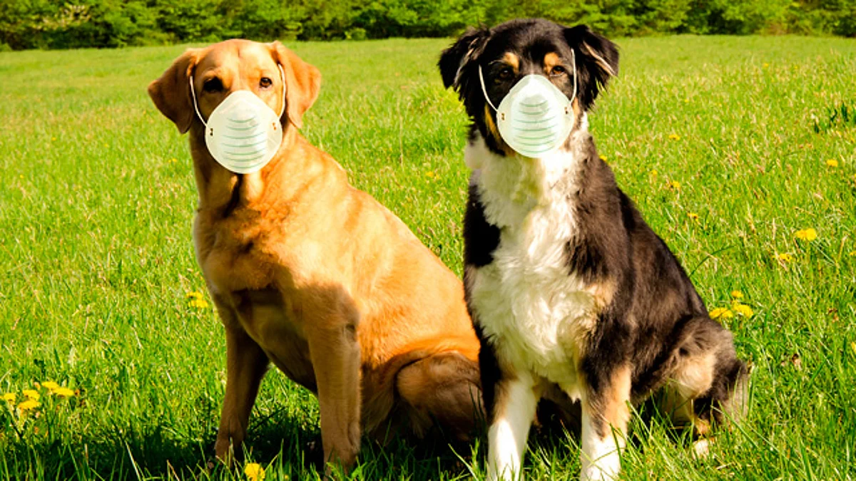Sin evidencia de que animales transmitan Covid-19 a humanos: especialista