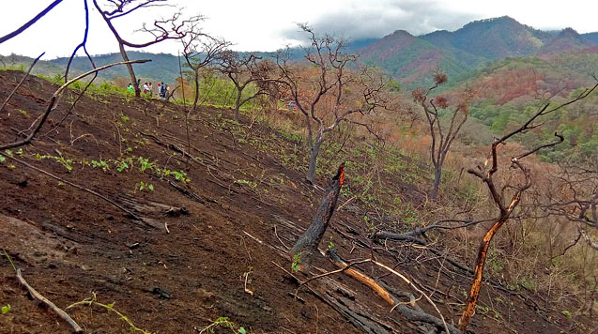 En 10 años Michoacán ha perdido 350 mil hectáreas de bosque: Cofom