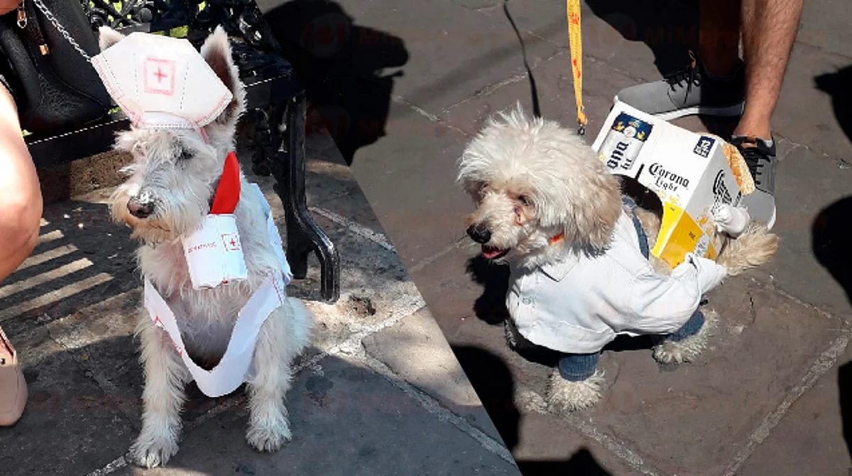 Con éxito, realizan primer Mascota Fest en Morelia para promover adopción