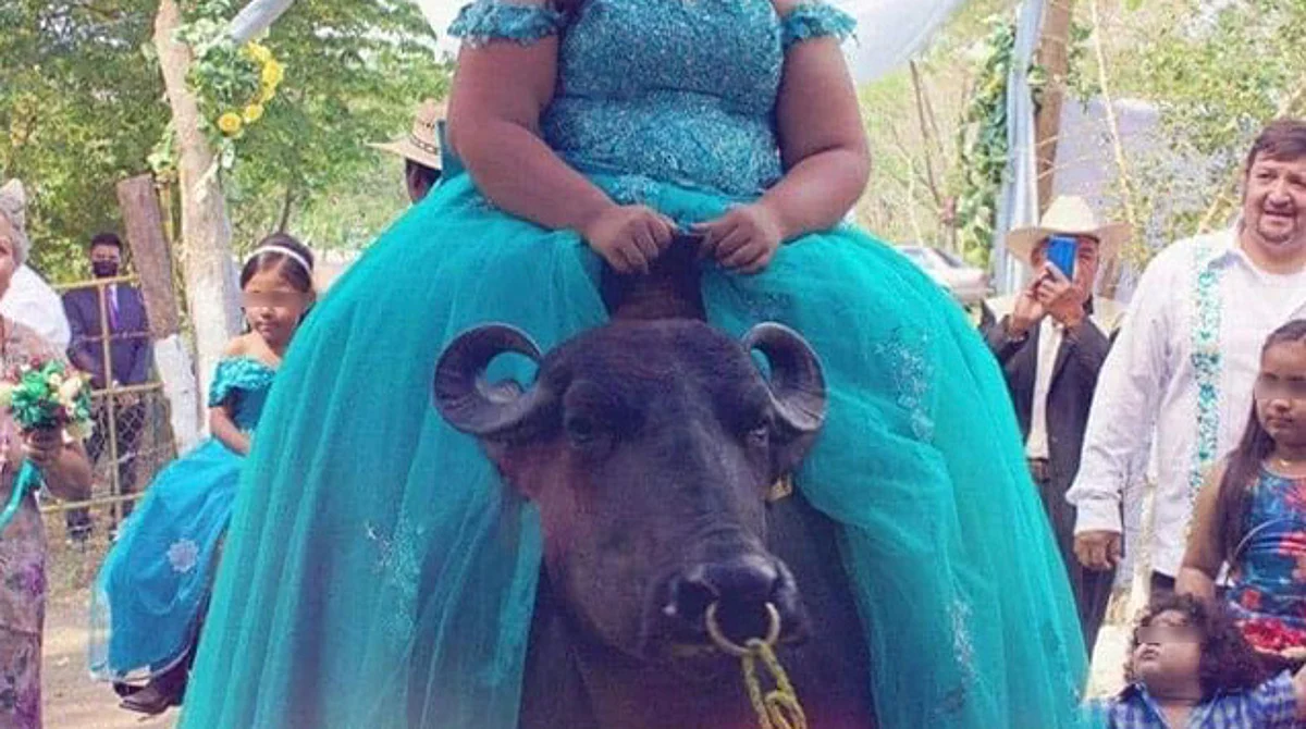 Quinceañera llega a su fiesta montada en un búfalo; desata polémica
