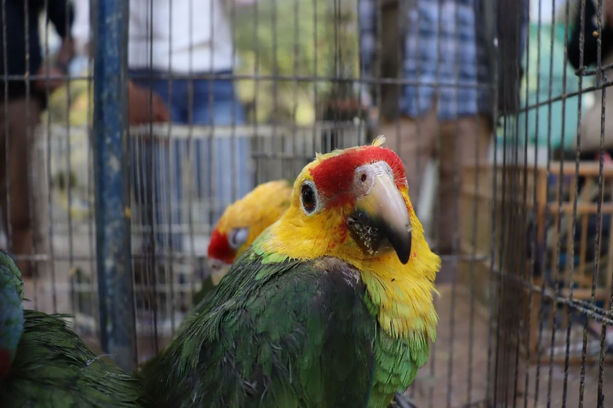 Rescatan y trasladan a 77 aves al Zoológico de Morelia
