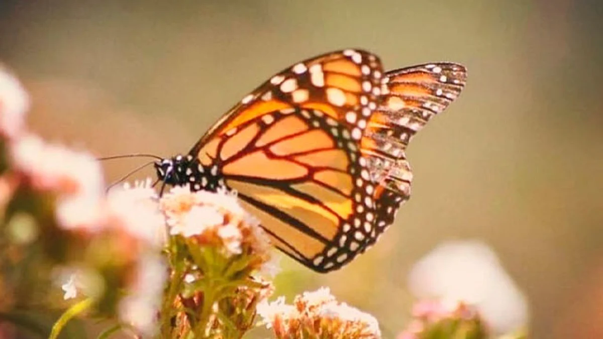 Disfruta de las actividades del XXIX Festival Biocultural de la Mariposa Monarca