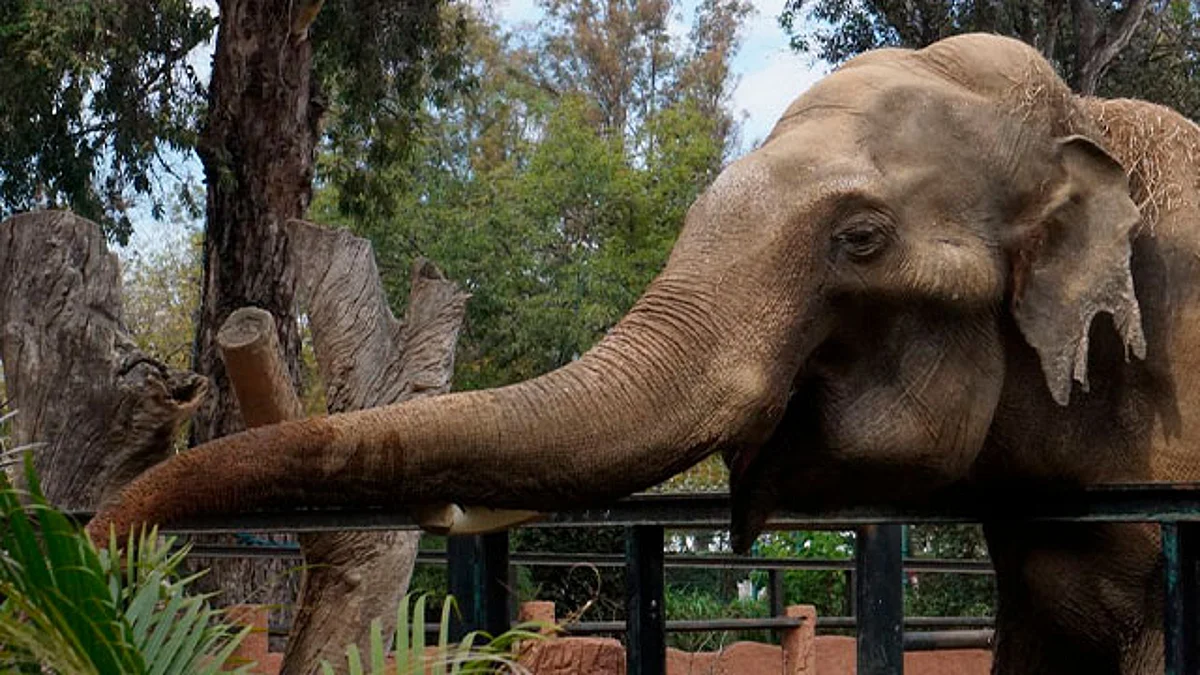 Zoológico de Morelia invita a conocer a Chamberú, el elefante asiático