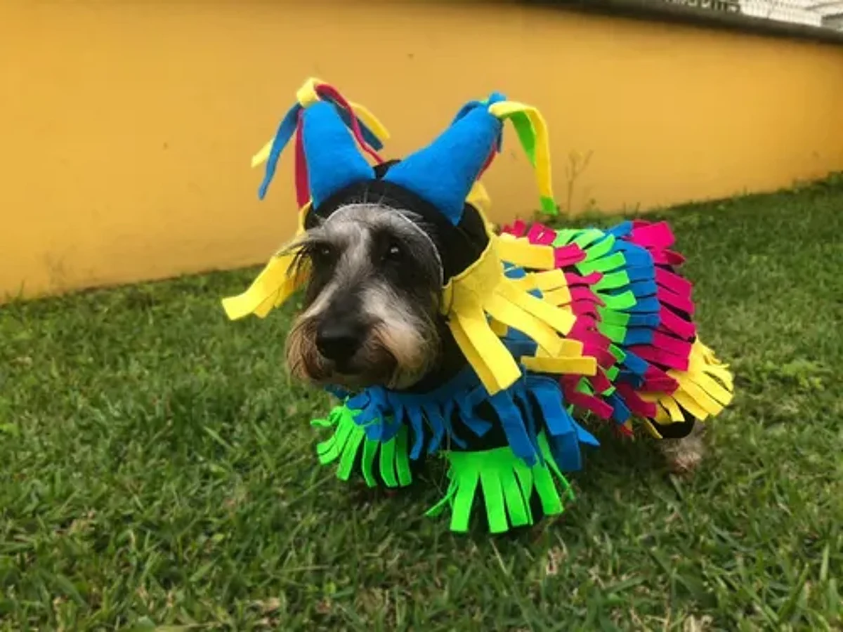 Llega a Morelia el Mascota Fest; el 1er lugar ganará una noche en la playa