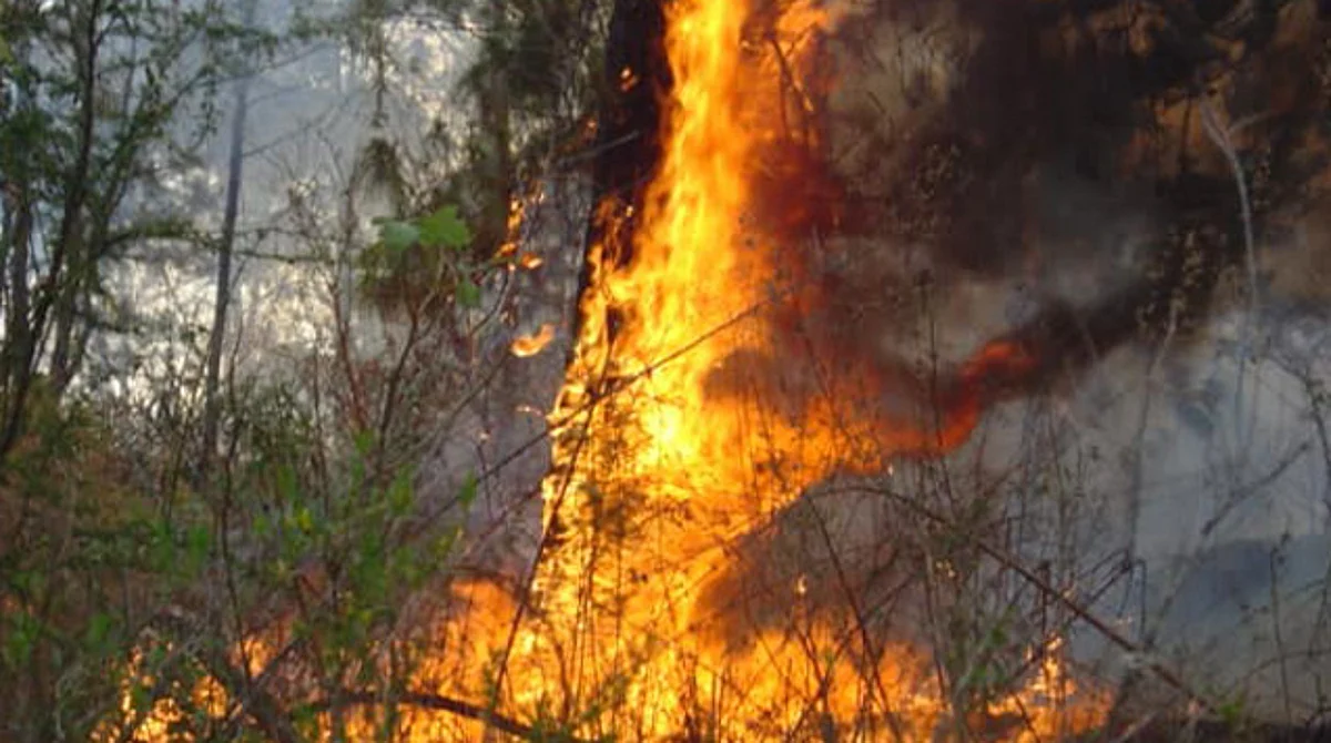 Por actividades ilícitas, el 50% de incendios forestales en Michoacán: Cofom