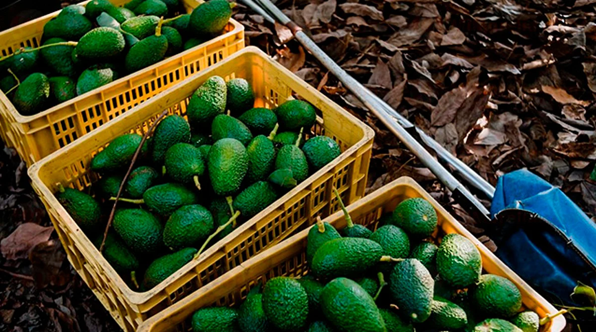 Michoacán exportó en agricultura más de 1 mmdd a finales de 2021: Inegi