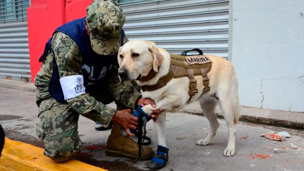 La perrita rescatista ya está retirada