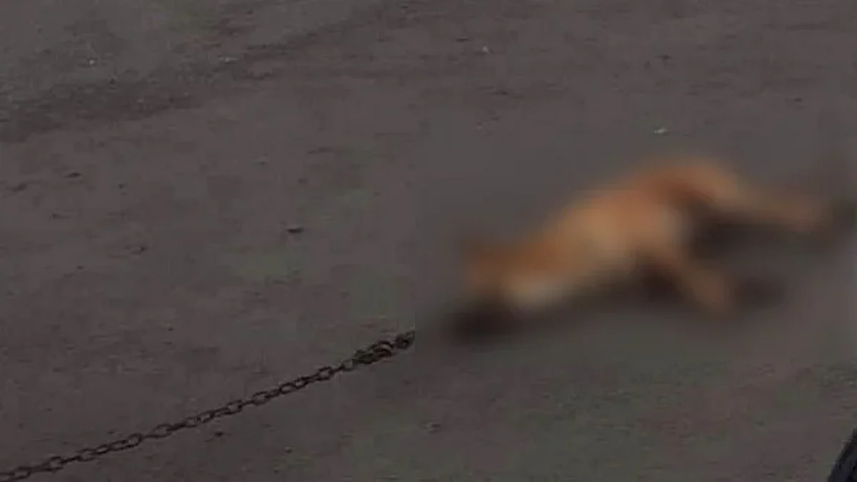 Vinculan a proceso a Macario, presunto responsable de crueldad animal en Tangamandapio