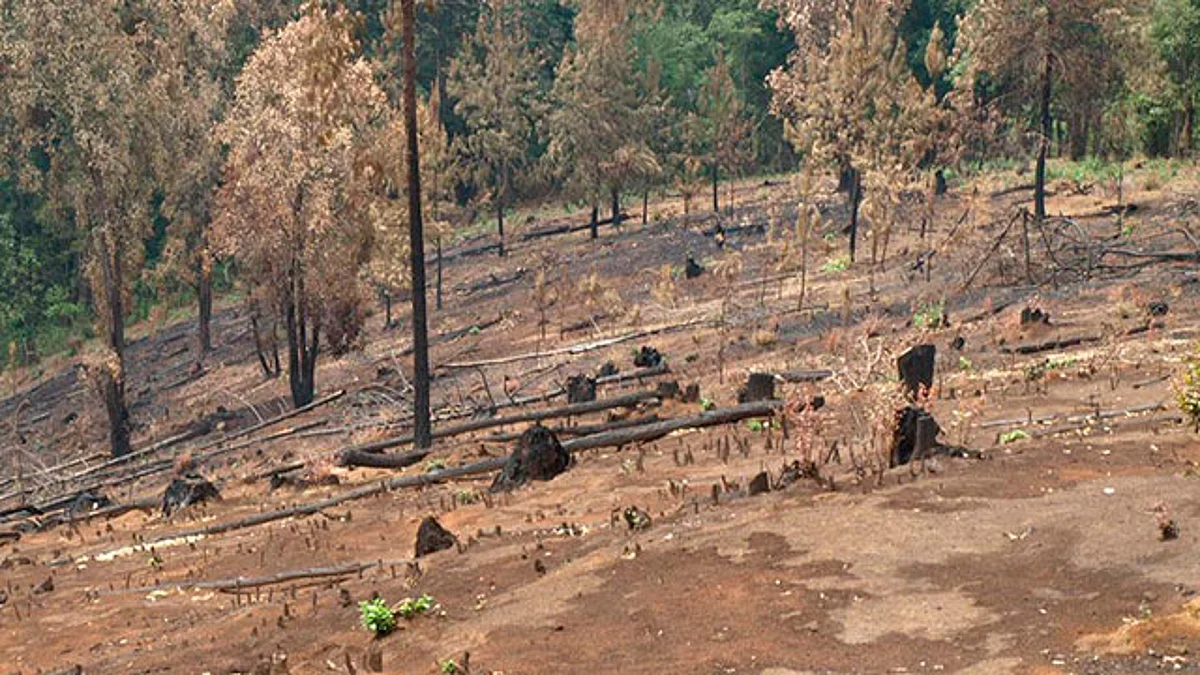 Por delitos contra el medio ambiente, FGR investiga en Nahuatzen