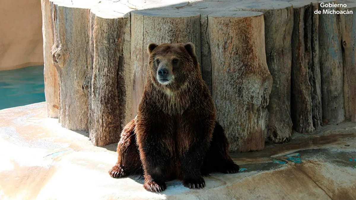 Invitan a conocer las 3 especies de osos que hay en el Zoológico de Morelia