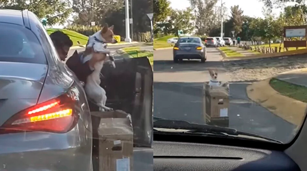 Abandonan a perrito por no ser de raza, pero el karma hace lo propio
