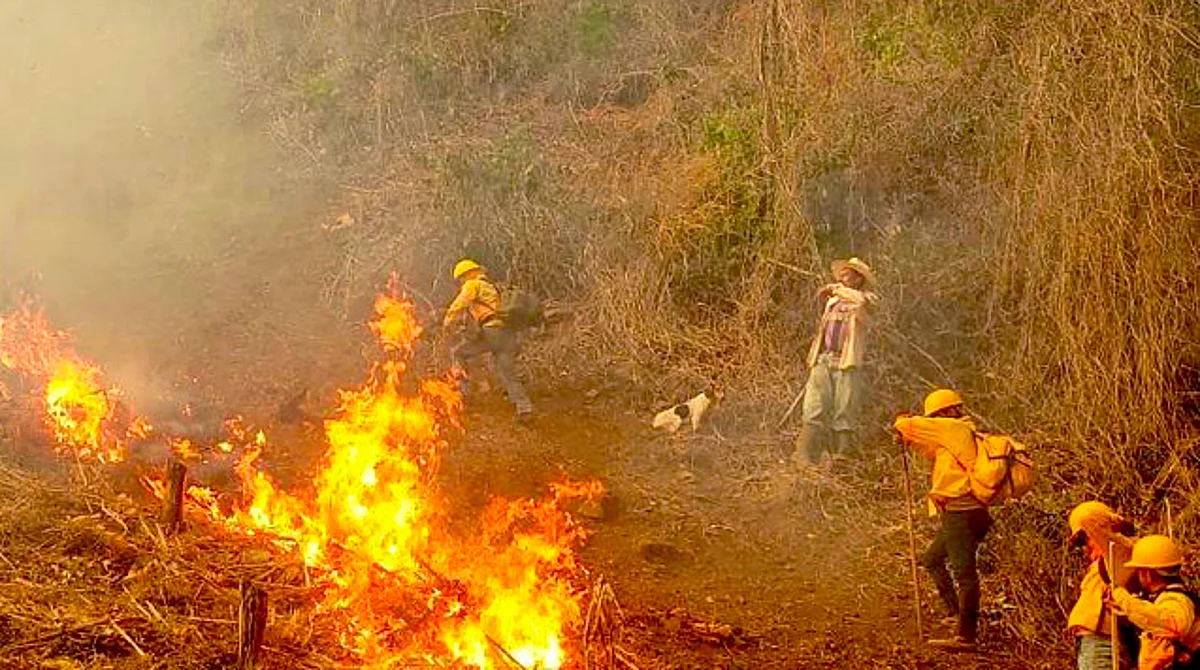 Mueren cuatro personas en incendio forestal en Oaxaca