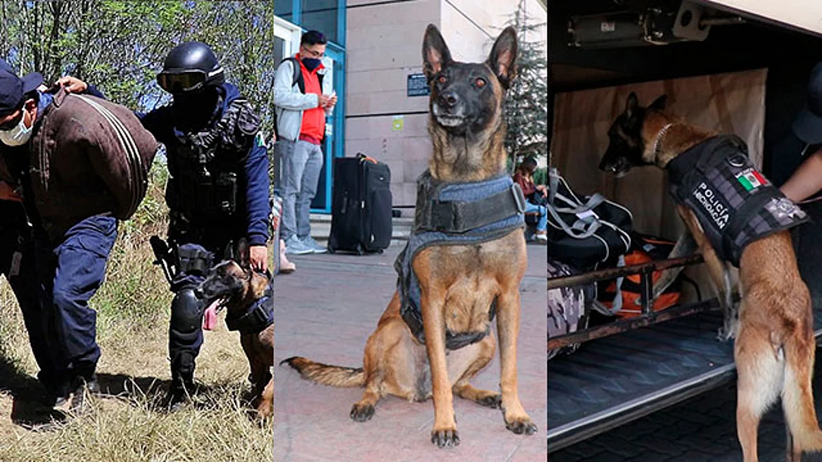 Agrupamiento Canino, protege, busca y rescata a la ciudadanía: SSP