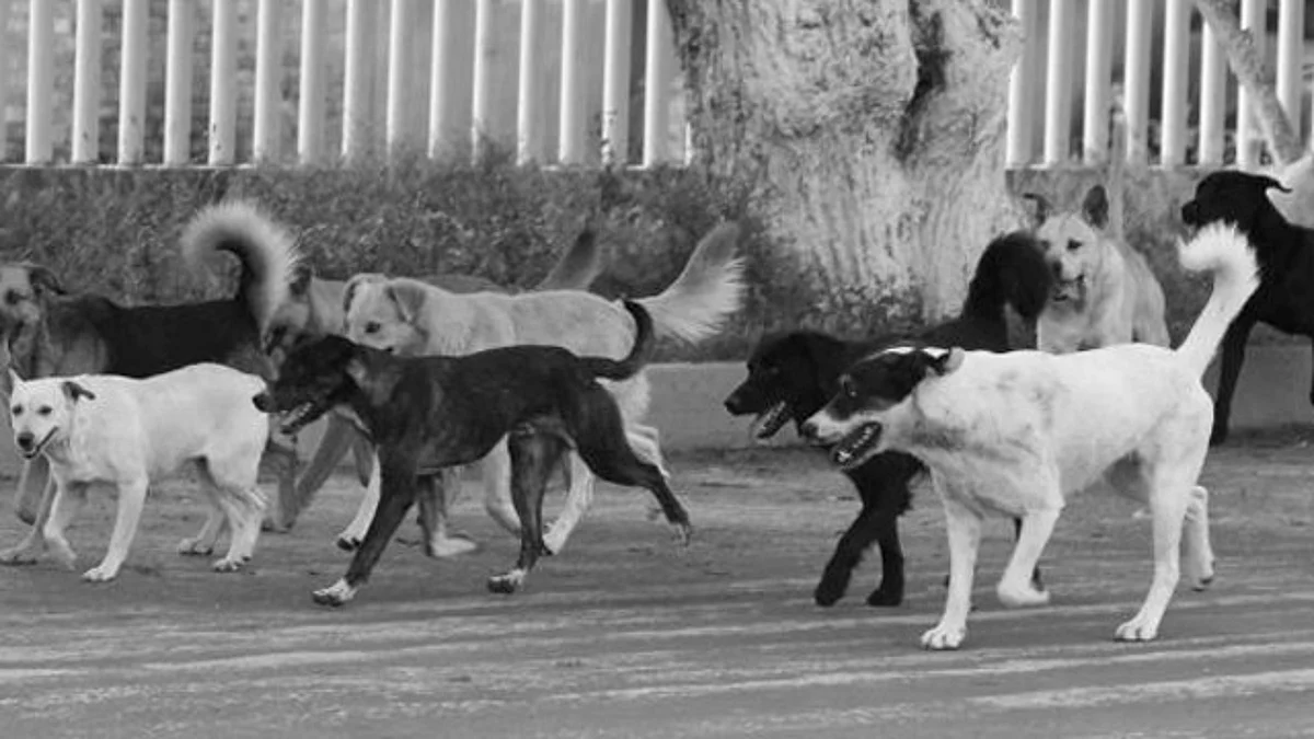 Pasa en México: detienen a dos hombres por criar perros para venderlos en tacos