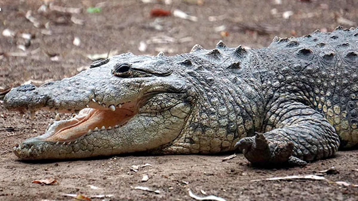 Conoce la especie de cocodrilo más grande del mundo en el Zoológico de Morelia