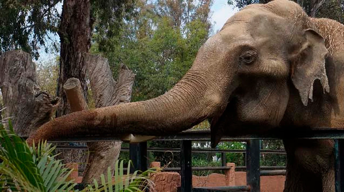 ¿Sin planes? Este sábado los menores entran gratis al Zoológico de Morelia