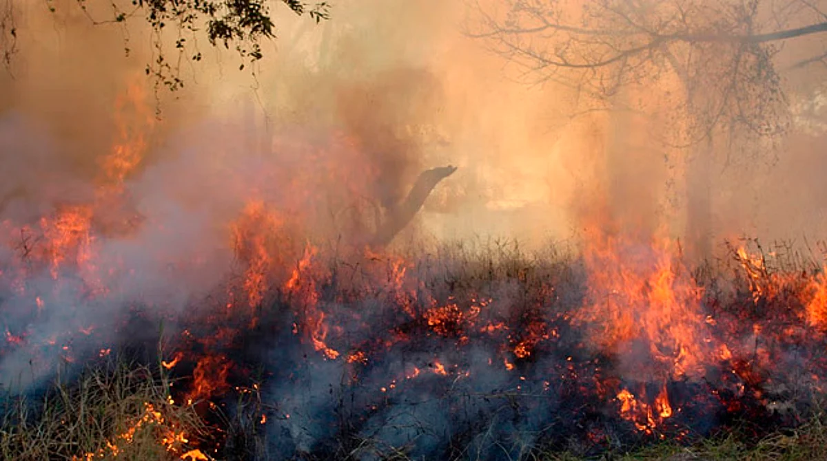 De 2 a 9 años de cárcel a quien provoque incendios forestales en Michoacán