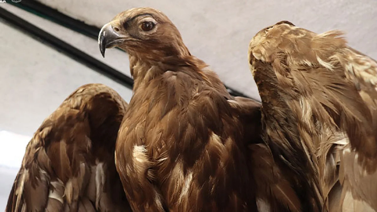 El acceso al Avimuseo se ubica en la zona Sur del parque, es gratuito para los visitantes del zoológico