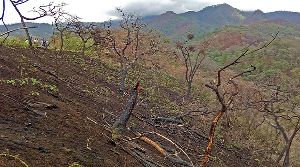 Cambio de uso de suelo no solo por aguacate, también por zarzamora y hasta nopal: FGE