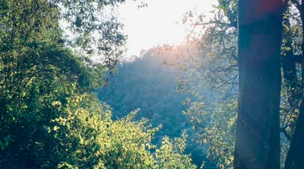 Aumentaría hasta en 5.5 °C temperatura en bosques de Michoacán para 2090