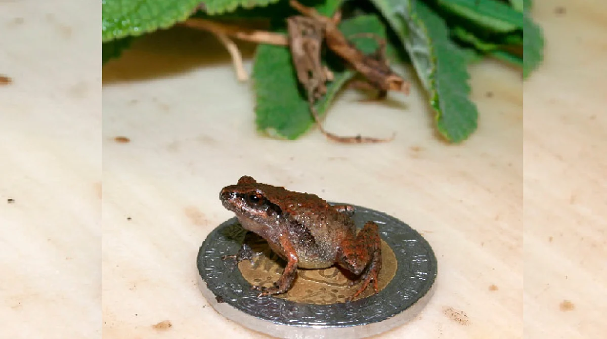 Descubren 6 nuevas especies de ranas “miniatura” en bosques de México