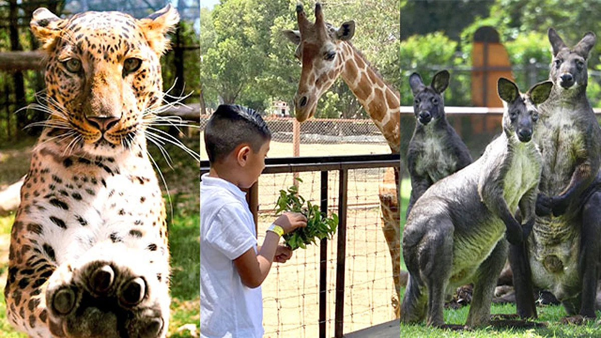Zoológico de Morelia ofrece interacciones con animales esta Semana Santa