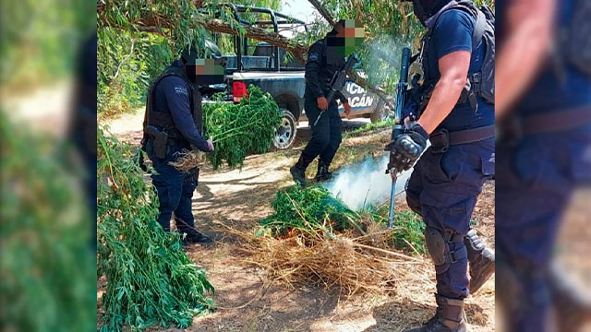 En Contepec, elementos de la SSP destruyen plantío de marihuana