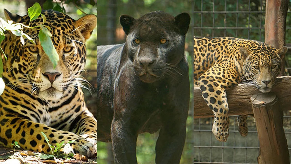Estas acciones son parte de los programas de conservación de las especies en peligro de extinción