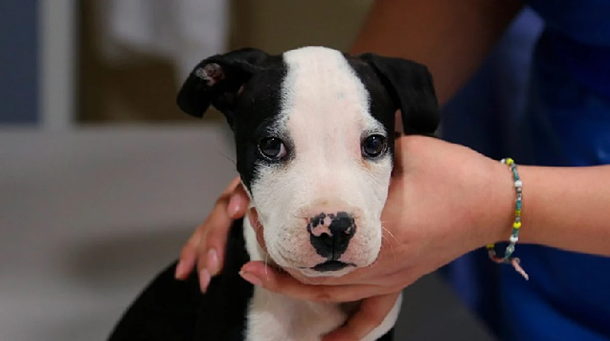Realizarán primer foro para concientizar la tenencia responsable de mascotas