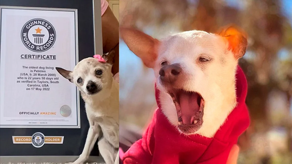 Con 22 años y 59 días, Pebbles es la perrita más longeva del mundo