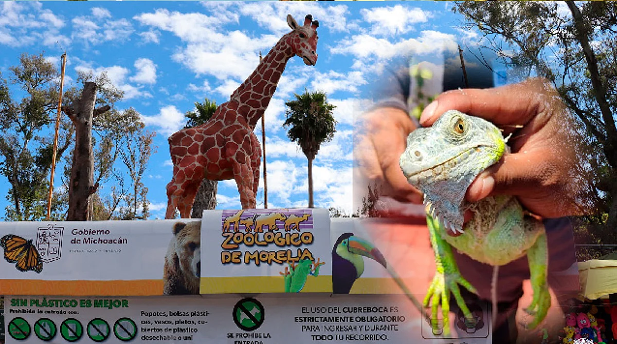 Ingreso de animales sólo con autorización de Profepa: zoo de Morelia