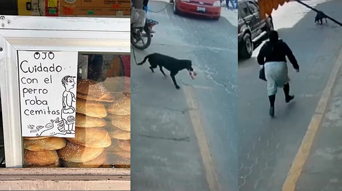 ¡Alerta! Perrito roba cemitas y huye con rumbo desconocido; es viral
