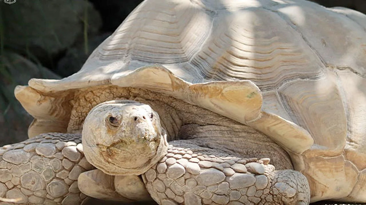 Por Día Mundial de las Tortugas, Zoológico de Morelia invita a conocer sus 11 especies