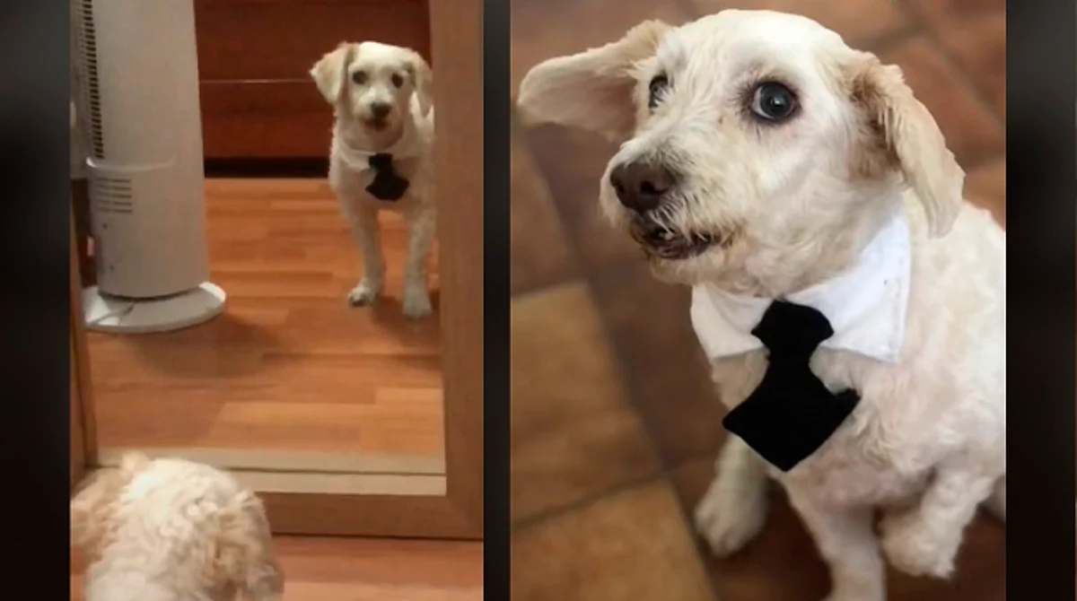 Perrito no deja de verse al espejo desde que le pusieron corbatita
